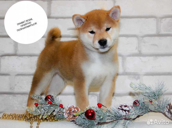 Мальчик сиба-ину