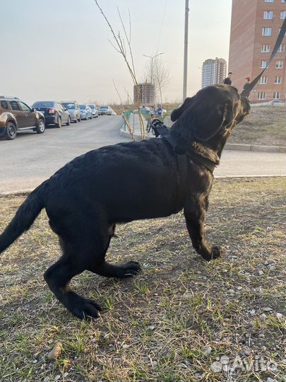 Щенки лабрадора