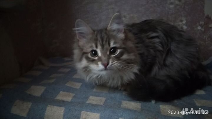 Сибирский котик