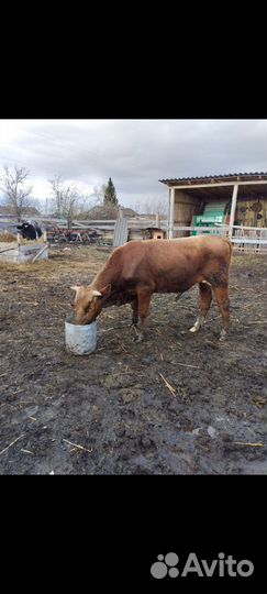 Быки на племя 1.2 года