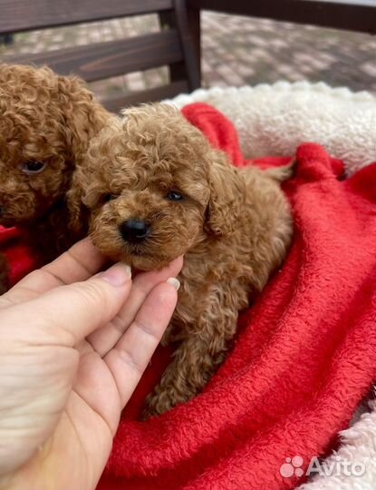 Теди пудель мини