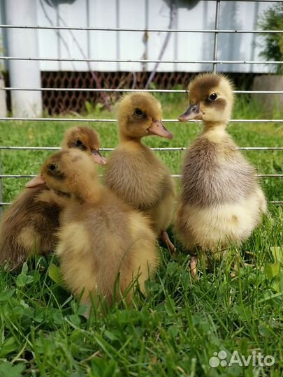 Инкубационное яйцо индийского бегунка