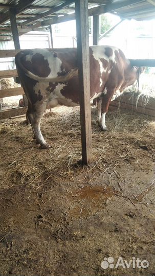 Корова дойная