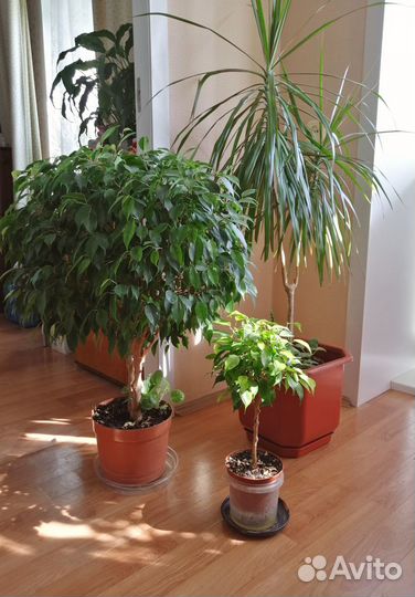 Комнатные домашние растения