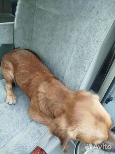 Молодой кобелек