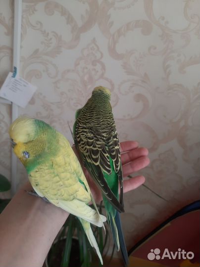 Волнистый попугай Чех