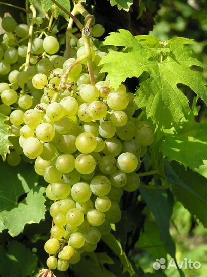 Виноград технический