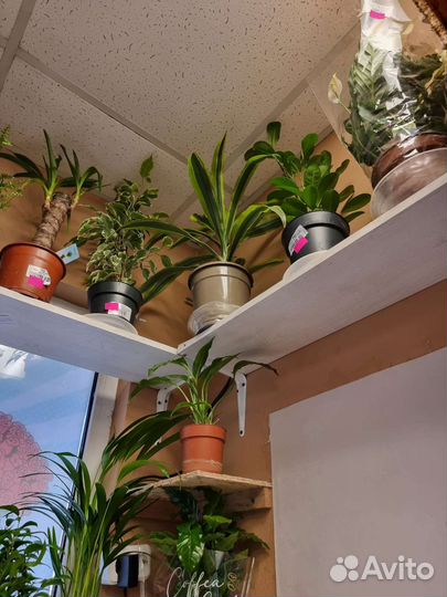 Комнатные растения, цветы