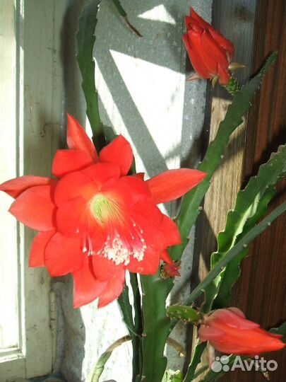 Комнатные растения цветы