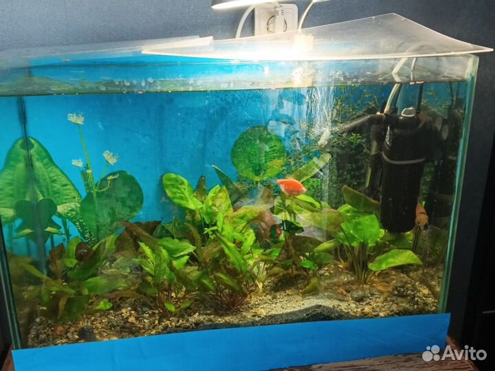 Аквариум