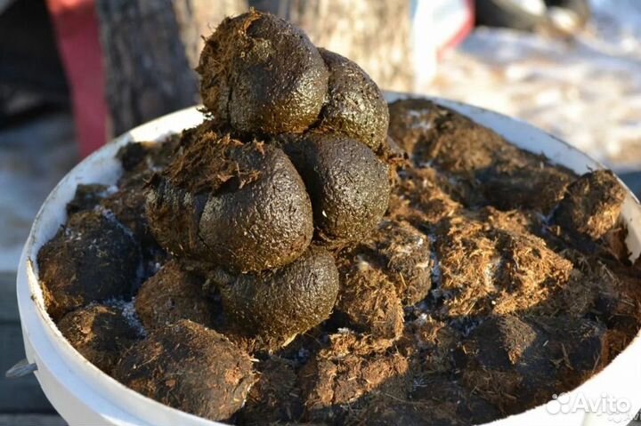 Конский навоз