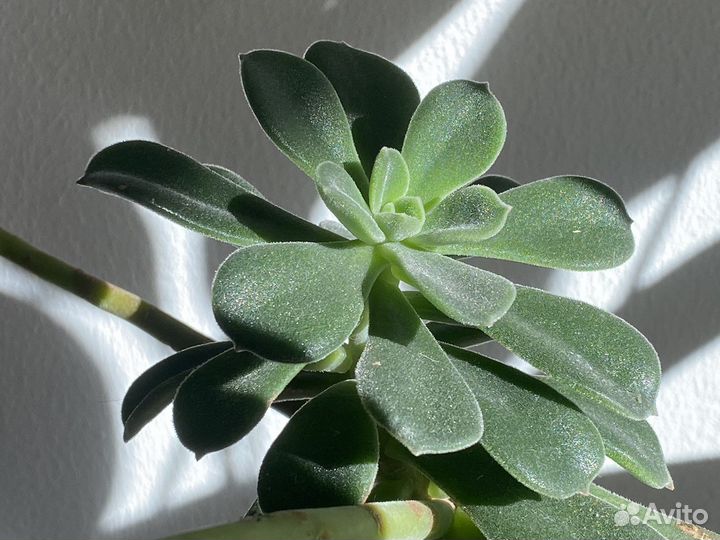 Эхеверия цветущая детки