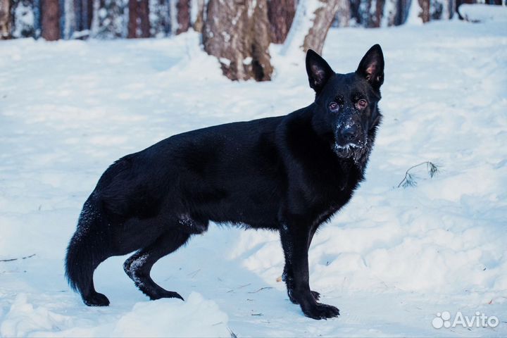 Фотограф (фотосессии вас и ваших питомцев)