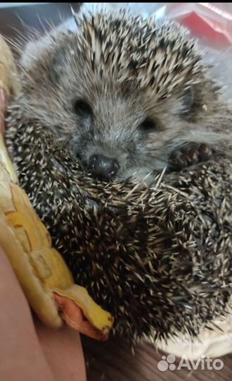 Передержка грызунов,попугаев,насекомых,улиток и др