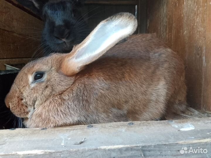 Самцы,Самочки, есть покрытые,разный возраст