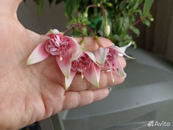 Комнатные цветы фуксия