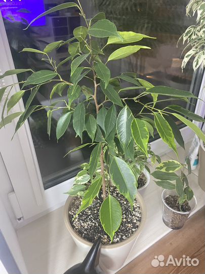 Фикус бенджамина твай, голден кинг, гантель, неон