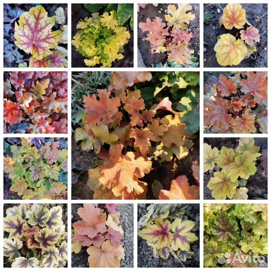 Гейхера семена