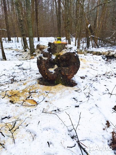 Кап березовый