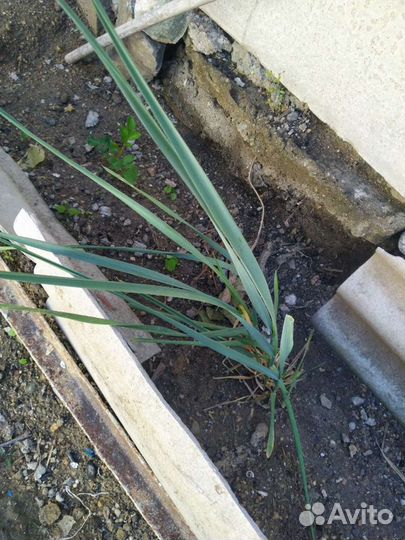 Вот такое красивое злаковое растение