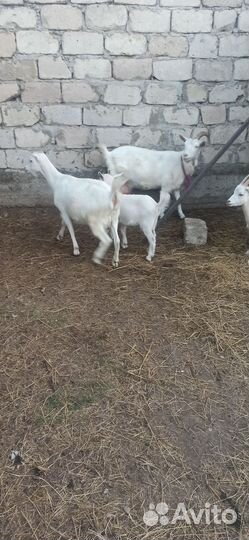 Коза дойная