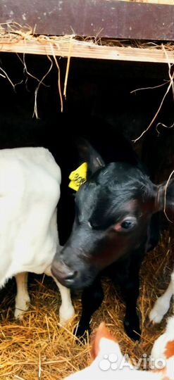 Телята с бесплатной доставкой