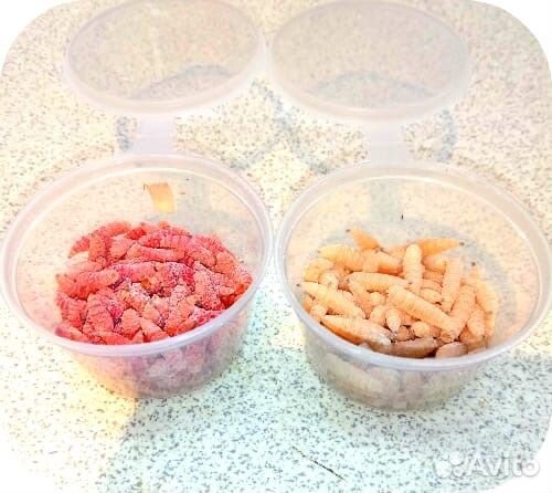 Червь Опарыш