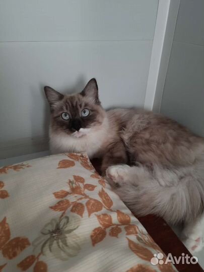 Передержка кошек