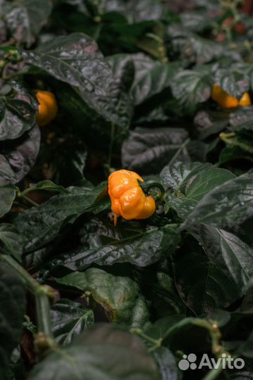 Ищу партнера для запуска вертикальной сити-фермы