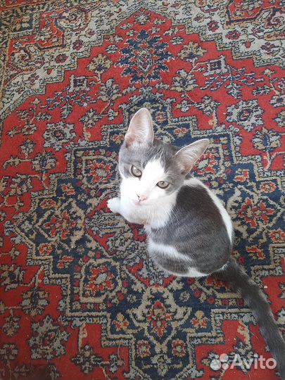 Молодой котик