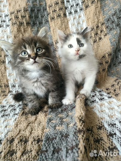 Отдам котят в добрые руки