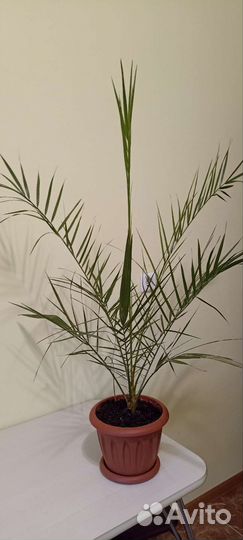 Финиковая пальма