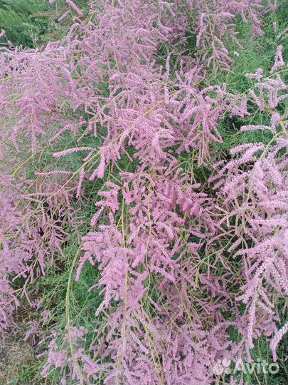 Декоративные кустарники и цветы