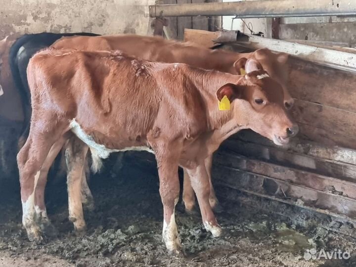 Айширские бычки на племя