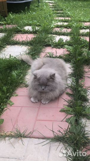 Шотландский котик