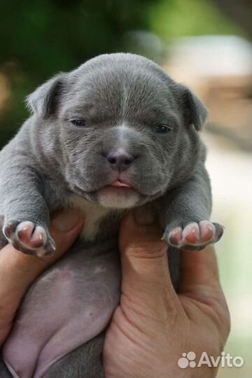 Американский булли голубой окрас