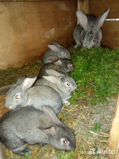Крольчата