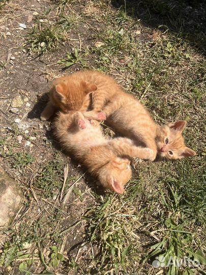 Отдам в хорошие руки котят бесплатно