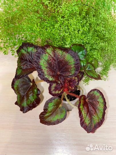 Бегония Бис сорта