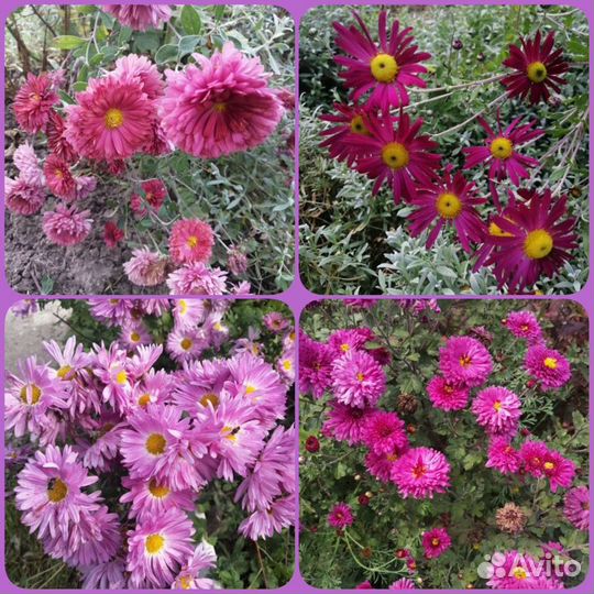 Многолетние цветы и кустарники