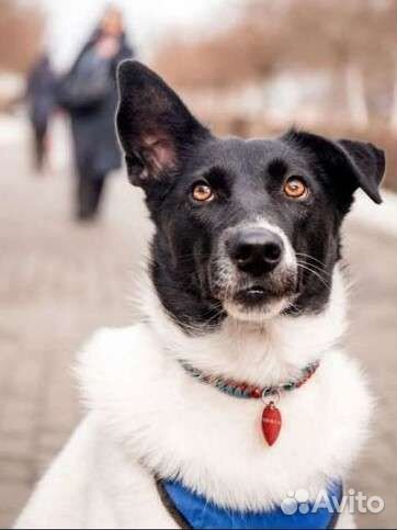 Собаки бесплатно в добрые руки