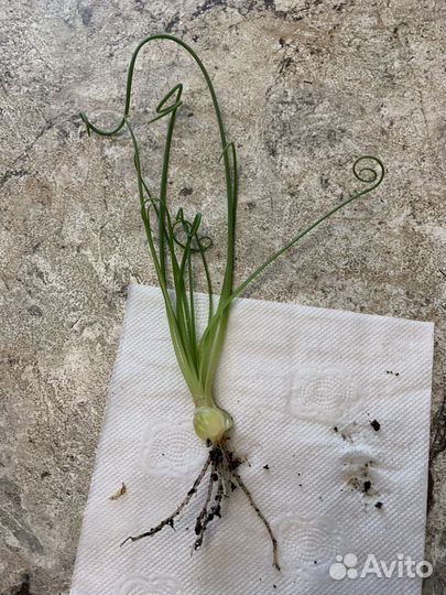 Альбука спиральная