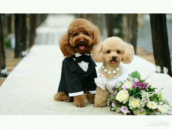 Вязка собак, инструктор по вязке