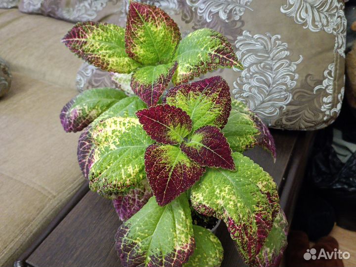 Колеус Аватар