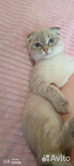 Шотландский кошечка