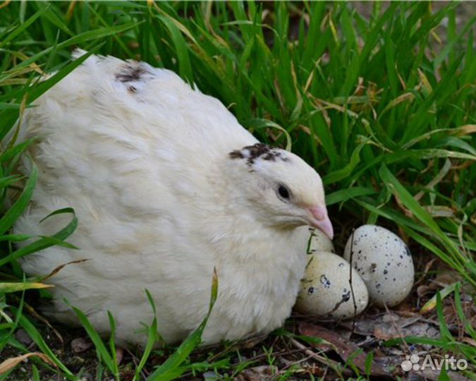 Инкубационное яйцо перепелов