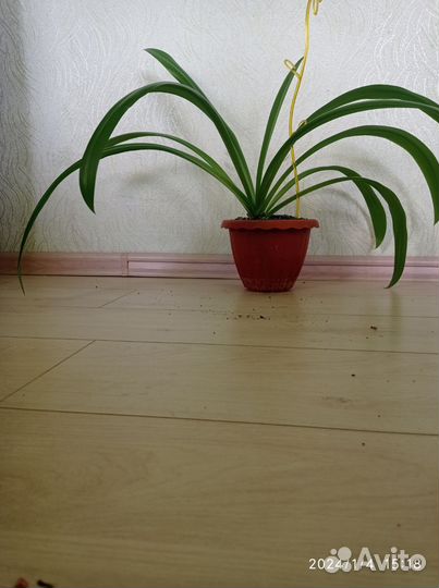 Гименокаллис