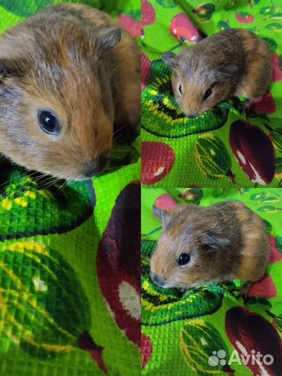 Малышка -Агути на подарок любимым