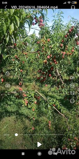 Персик свежий