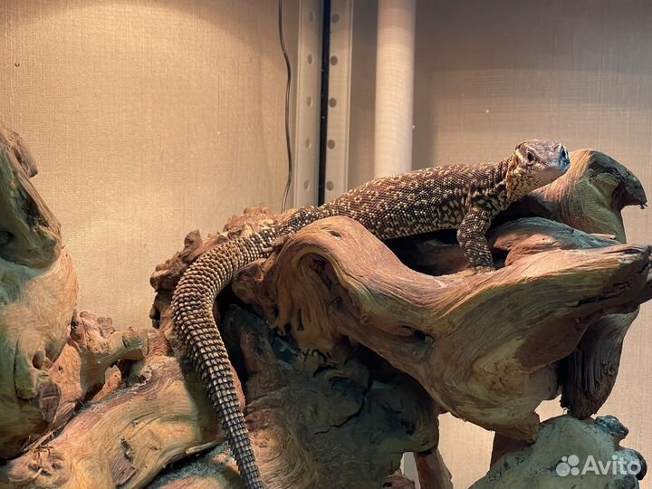 Кольцехвостая Ящерица с террариумом